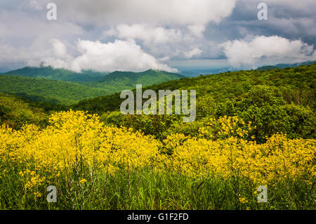 Frühling-Ansicht der Appalachen von Skyline Drive im Shenandoah-Nationalpark, Virginia Stockfoto