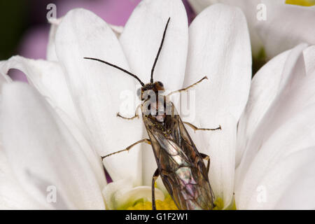 schönen Frühlingsblume mit der schleichenden geflügelten Insekten Stockfoto