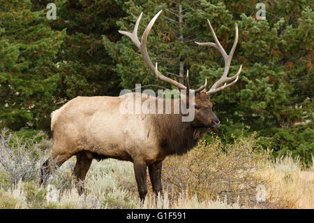 Stier Elch oder Cervus Elaphus stehen auf einer Wiese vor Kiefern Stockfoto