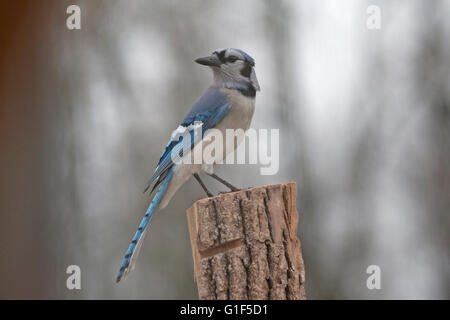 Blue Jay hocken auf Zaunpfahl zu warnen Stockfoto