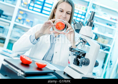 -MODELL VERÖFFENTLICHT. Wissenschaftlerin, die Tomaten in einer Petrischale zu studieren. Stockfoto