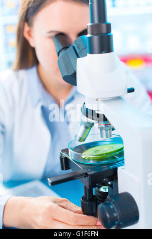 -MODELL VERÖFFENTLICHT. Wissenschaftlerin Gurke unter dem Mikroskop zu studieren. Stockfoto