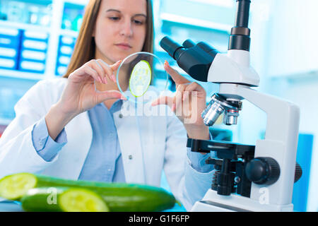 -MODELL VERÖFFENTLICHT. Wissenschaftlerin Gurke in einer Petrischale zu studieren. Stockfoto