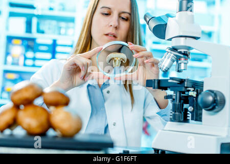 -MODELL VERÖFFENTLICHT. Wissenschaftlerin Pilz in einer Petrischale zu studieren. Stockfoto