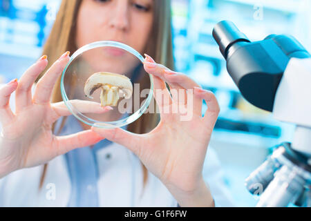 -MODELL VERÖFFENTLICHT. Wissenschaftlerin Pilz in einer Petrischale zu studieren. Stockfoto