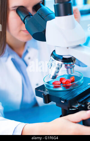 -MODELL VERÖFFENTLICHT. Wissenschaftlerin Erdbeeren unter dem Mikroskop zu studieren. Stockfoto