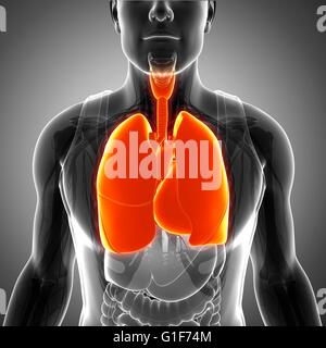 Menschliche Lunge, Abbildung. Stockfoto