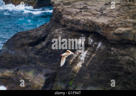 Weiß-rot-billed Tropicbird Phaethon Aethereus fliegen neben einer Klippe auf Kauai, Hawaii Stockfoto