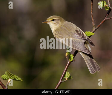 Weidenwaldsänger/ Vogel im Blattkeim / Birkenblätter Stockfoto