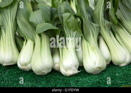 Grüne Pak Choi Kohl Hintergrund Stockfoto
