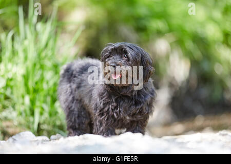 Schwarzen Havaneser Hund stehend auf einem Strand am Fluss Stockfoto