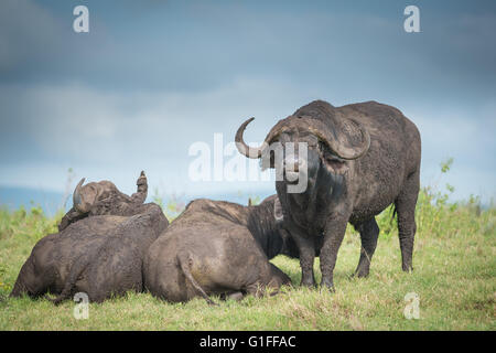 Der afrikanische Büffel oder Kaffernbüffel (Syncerus Caffer), Weiden auf den fruchtbaren Ebenen der Ngorongoro Crater in Tansania Stockfoto