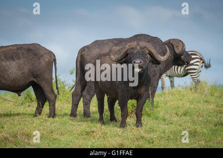 Der afrikanische Büffel oder Kaffernbüffel (Syncerus Caffer), Weiden auf den fruchtbaren Ebenen der Ngorongoro Crater in Tansania Stockfoto