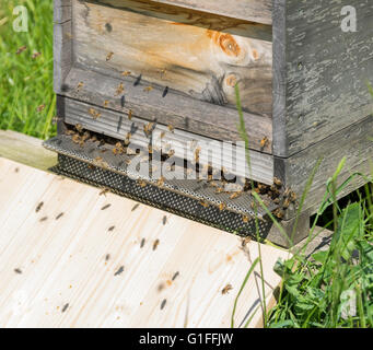 sonnigen Landschaft zeigt einen hölzernen Bienenstock mit Bienen fliegen um Stockfoto