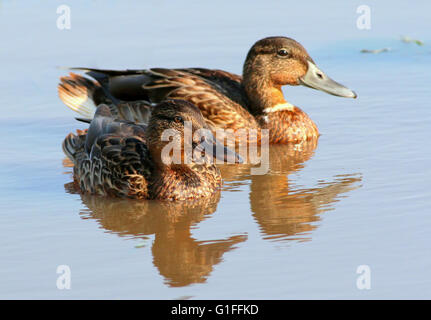 Unreife weibliche und männliche Stockente Enten (Anas Platyrhynchos) Schwimmen im Nahbereich, niedrige Sicht Stockfoto