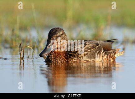 Weibliche Stockente (Anas Platyrhynchos) Schwimmen im Nahbereich in niederländischen Feuchtgebiete Stockfoto