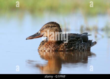 Weibliche Stockente Ente (Anas Platyrhynchos) Schwimmen im Nahbereich, niedrige Sicht Stockfoto