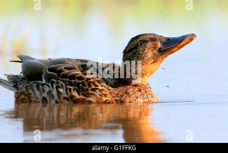 Weibliche Stockente Ente (Anas Platyrhynchos) schwimmen und Fütterung im Nahbereich, niedrige Sicht Stockfoto