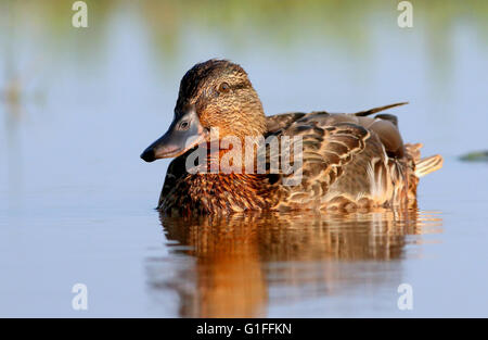 Weibliche Stockente Ente (Anas Platyrhynchos) Schwimmen im Nahbereich, niedrige Sicht Stockfoto