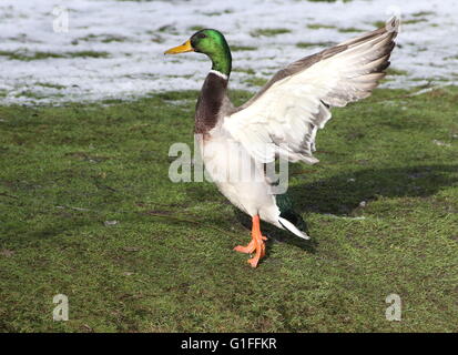 Männliche eurasischen Stockente (Anas Platyrhynchos) mit seinen Flügeln im winter Stockfoto