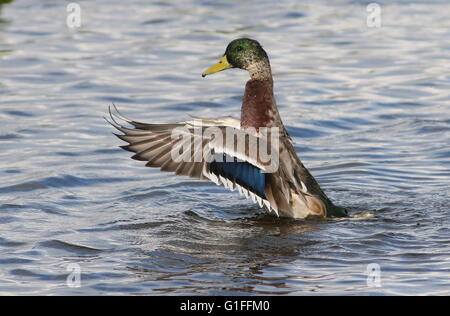 Junge männliche eurasischen Stockente (Anas Platyrhynchos) mit seinen Flügeln in einem See Stockfoto