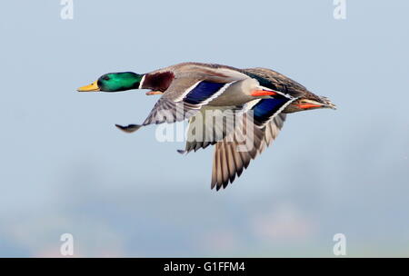 Männliche und weibliche Stockenten / sehr schnell schließen Stockenten (Anas Platyrhynchos) im Flug Stockfoto