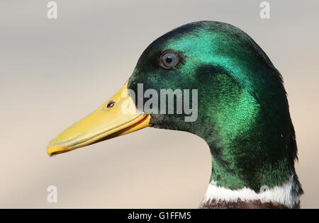 Extreme Close-up Portrait des Leiters der eine männliche Stockente (Anas Platyrhynchos), im Profil gesehen Stockfoto