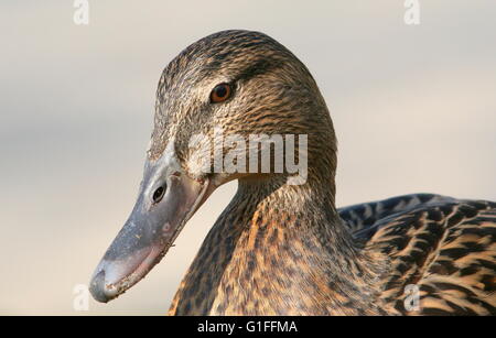 Kopf einer Frau wilde Ente (Anas Platyrhynchos), im Profil gesehen Stockfoto