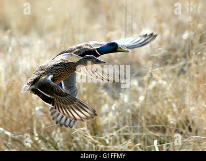 Männliche und weibliche Stockenten / Stockenten (Anas Platyrhynchos) abheben, fliegen sehr nahe beieinander Stockfoto