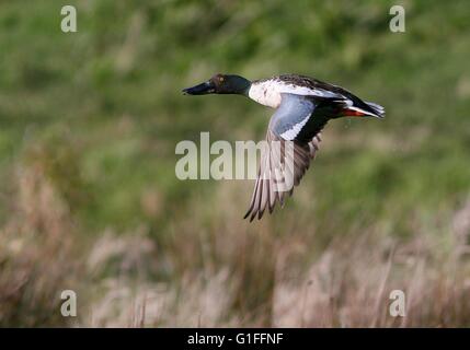 Männliche Europäische Nordschnabelente (Spatula clypeata) im Schnellflug Stockfoto