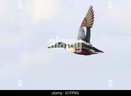 Männliche Ente der europäischen Norden Löffelente (Anas Clypeata) im Flug Stockfoto