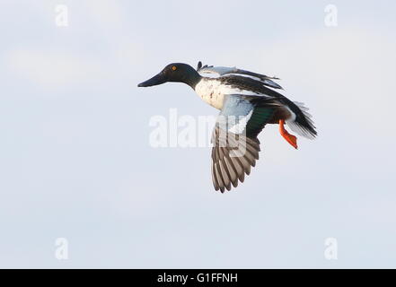 Männliche Ente der europäischen Norden Löffelente (Anas Clypeata) im Flug Stockfoto