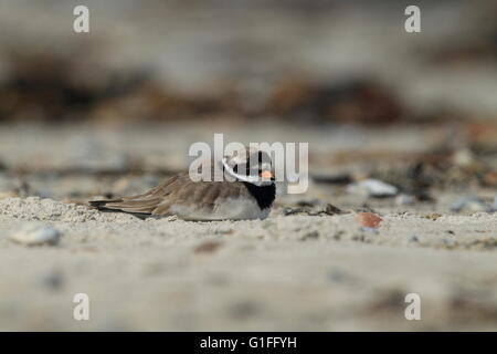 Flussregenpfeifer-Regenpfeifer (Charadrius Hiaticula), Erwachsene stehen auf sand Stockfoto