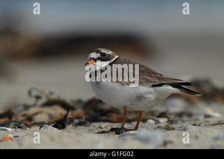 Flussregenpfeifer-Regenpfeifer (Charadrius Hiaticula), Erwachsene stehen auf sand Stockfoto