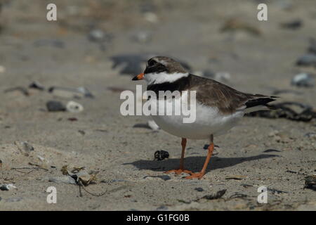 Flussregenpfeifer-Regenpfeifer (Charadrius Hiaticula), Erwachsene stehen auf sand Stockfoto