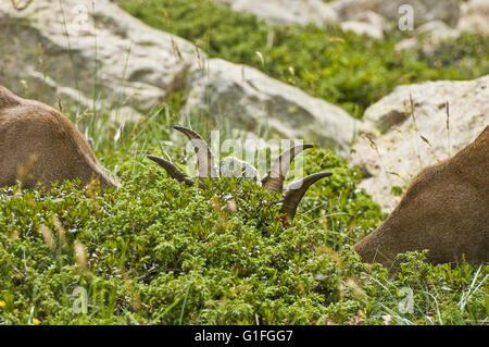 Ein paar junge Steinböcke (Capra Ibex) in den Büschen Weiden Stockfoto