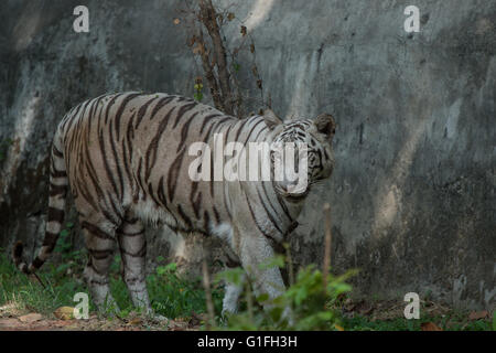 White Royal Bengal Tiger (Panthera Tigris Tigris), Felidae, Asien Stockfoto