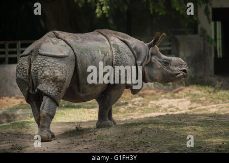 Panzernashorn, Rhinoceros Unicornis, Überfamilie, Asien Stockfoto