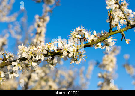 Gemeinsamen Weißdorn (Crataegus Monogyna) Baum in voller Blüte im Frühjahr Stockfoto