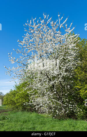 Vogel-Kirsche (Prunus Padus) in Blüte. Dies ist eine wilde einheimische britische Kleinbaum Stockfoto