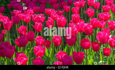 Tulpen. Glade von roten Tulpen im Park. Keukenhof. Holland. Stockfoto