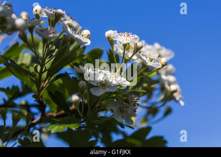 Rosa/lila farbigen Staubblätter erfassen das warme Sonnenlicht an einem Frühlingstag auf einer Straße in Crosby, nördlich von Liverpool. Stockfoto