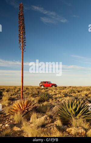 Jeep Cherokee Soaptree Agave Yucca auf Navajo Nation der Wüste und Sumpfland am East Rand des Grand Canyon, Arizona, USA Stockfoto