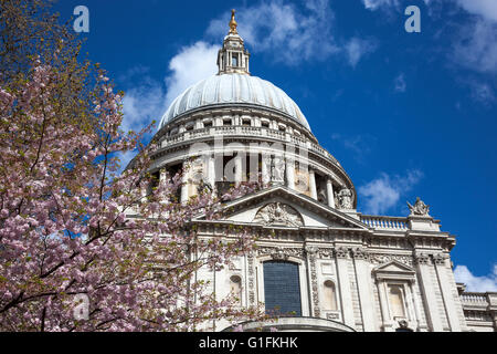 St. Pauls Cathedral im Frühjahr mit blühenden Baum, London, UK Stockfoto