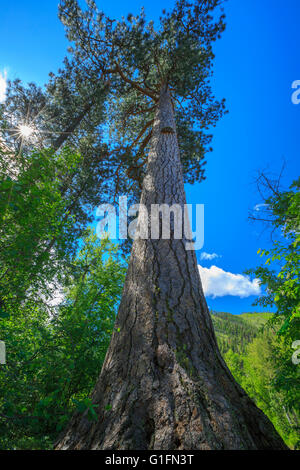 größte Ponderosa-Kiefer in Montana im Fish Creek Valley in der Nähe von Alberton, montana Stockfoto