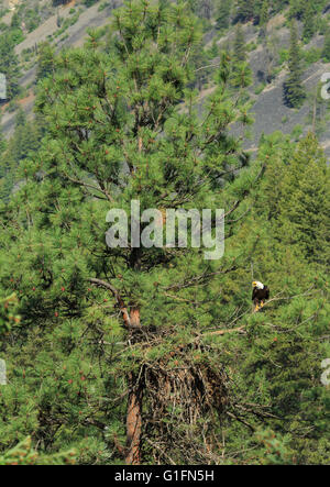 Weißkopfseeadler nisten in Kiefern entlang des clark Fork River in der Nähe von alberton, montana Stockfoto