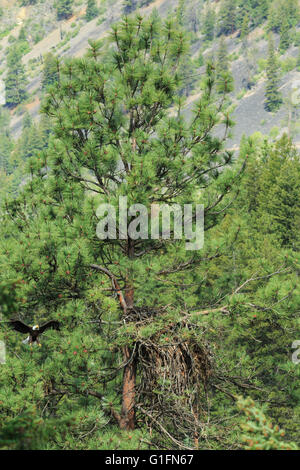 Weißkopfseeadler, die sich nähern, nisten in einer Kiefer entlang des clark Fork River in der Nähe von alberton, montana Stockfoto