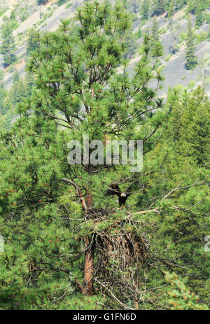 Weißkopfseeadler nisten in Kiefern entlang des clark Fork River in der Nähe von alberton, montana Stockfoto