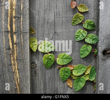 Abb. Kletterpflanze wachsen auf einem Holz-Zaun. Ficus pumila Stockfoto