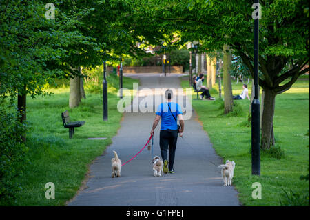 Ein Mann geht drei kleine Hunde Stockfoto